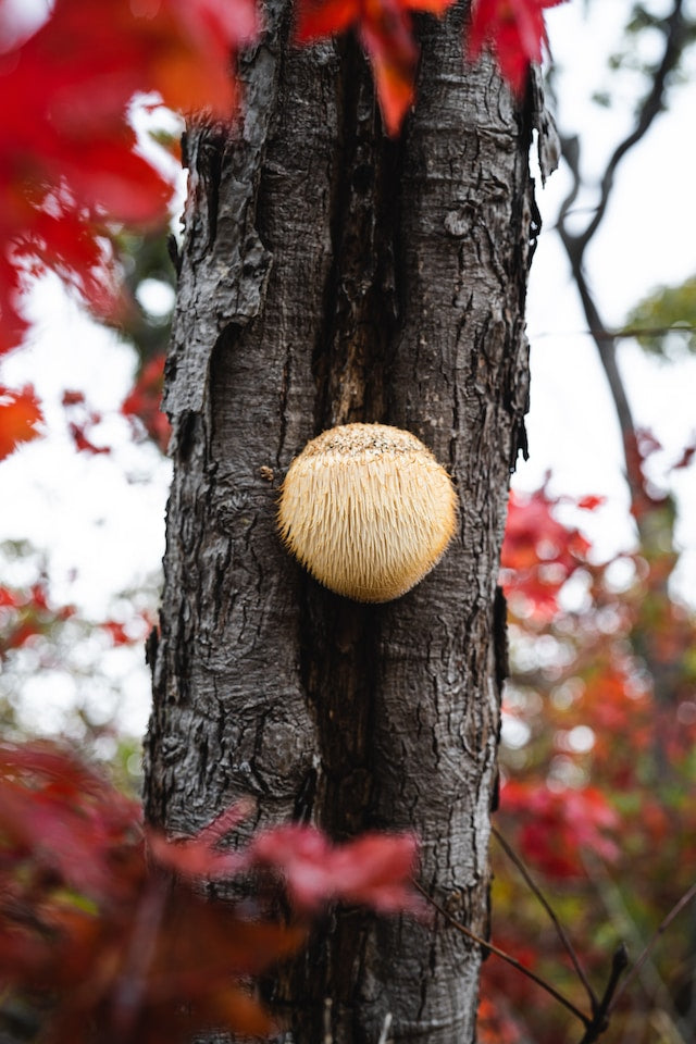 Lion's Mane: A Deep Dive into Nature's Cognitive Enhancer