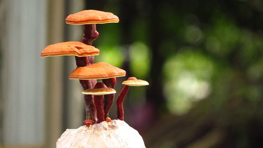 Reishi: The Mushroom of Immortality