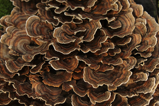 Turkey Tail: The Forest's Spectrum of Health