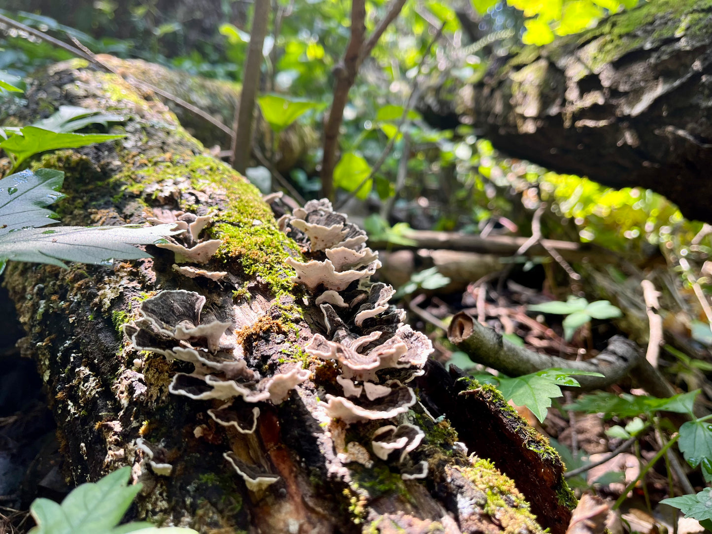 Wildcrafted Turkey Tail Tincture